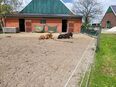 Offenstallplatz/ Allergikerstall für Stute (bis 1,70m) in 46348
