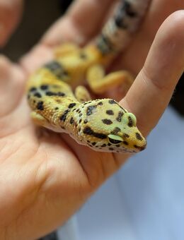 Leopardgeckos / Geckos Männchen zu verkaufen - Rostock