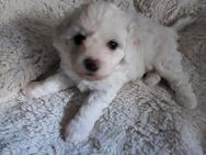 Bichon Frise reinrassig Hundewelpen Allergiker geeignet - Oberhausen
