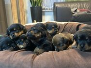 Rottweiler bordeaux mix Welpen - Maulburg