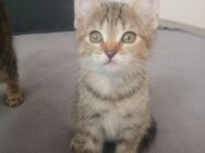 Wunderschöne Mix 4 Baby katzen - Gelsenkirchen Scholven