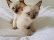 Nur für echte Katzenliebhaber Zwei süße Siam Kitten suchen ein liebevolles Zuhause - Stuttgart