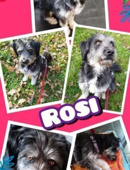 Hübsche Rosi in Not! - Nürnberg