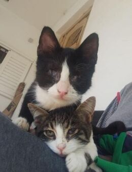 Kate und Tippel aus dem Tierschutz - Grevenbroich