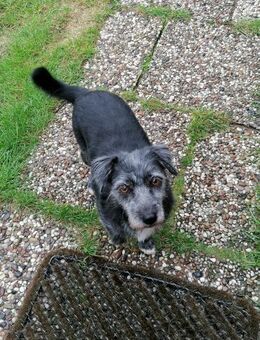 Süße Wilma sucht liebe Familie - Leonberg (Baden-Württemberg)