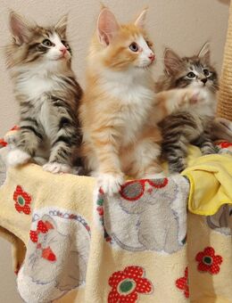 Nfo - Norwegische Waldkatzen - Kitten mit Stammbaum - Mönchengladbach