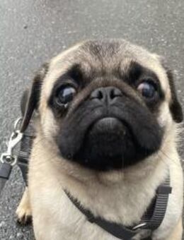 Cukimano unser Halbstarker 💪 Mops - Wettenberg