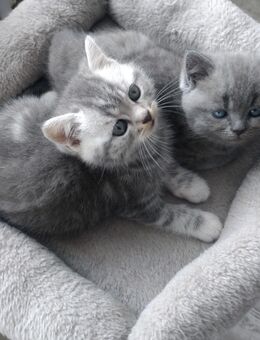 Britisch-Kurzhaar-Kitten - Flensburg