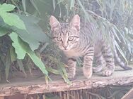 Kitten suchen ein liebevolles zu Hause - Bergneustadt