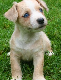 Malteser Jack Russel Mischlingswelpen - Glienicke (Nordbahn)
