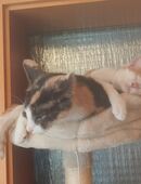 Süße Katzenbabys zu verkaufen in 76307