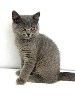 Bkh kitten Reinrassig geimpft/entwurmt - Völklingen