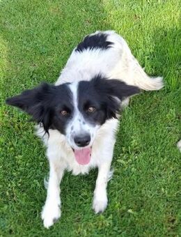 Bonnie ❤️ Schutzgebühr 500 Euro - Burgsinn
