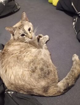 süße Fellnase sucht ein Zuhause - Schweich