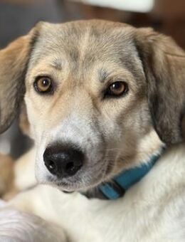 Limja, geb. ca. 04/2022, 67735 Mehlbach - Euskirchen