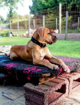 Doggen mix - Westoverledingen