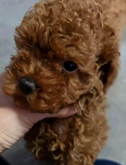 Aus AUTHORISIERTE u. GEPRÜFTE Zucht: Bildschöne Toypudel Mädchen ab sofort abzugeben - Burgwald