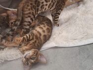 Bengal kitten mit Stammbaum - Dortmund