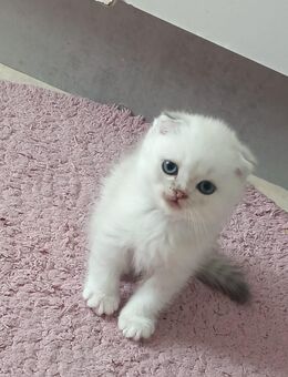 Katzen Hauskatzen - Wuppertal