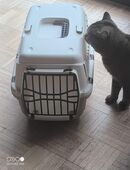 Verkaufe katzenkörbe für 15 € verhandlungsbasis in 32130