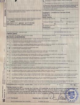 Maurische Landschildkröten - Schönebeck (Elbe)