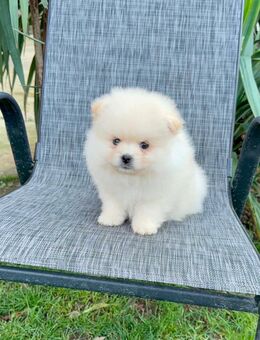 Ich verkaufe einen Pomeranian - Leipzig