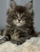 Maine Coon Kätzchen aus professioneller Zucht in 26676