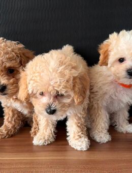 Maltipoo Mini - Magstadt