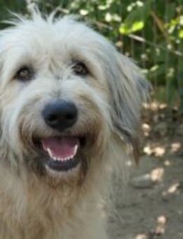 MAJA, freundliche, unkomplizierte Hündin - Kallmünz