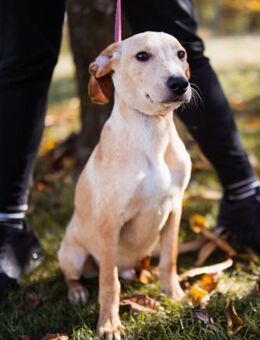 Hachiko 💗 so lebensfroh und aktiv! - Hamburg
