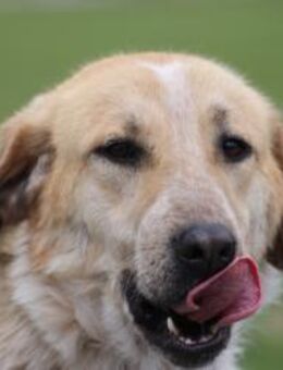 Courbet - sehr zutraulich u. liebenswert - Lohra