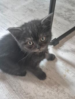 Bkh kitten suchen demnächst ihr neues Zuhause - Ganderkesee