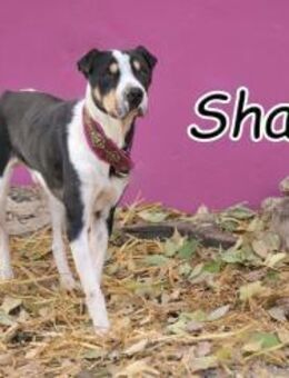 Der sanfte Sharif stellt sich vor 💖 - Essingen (Rheinland-Pfalz)