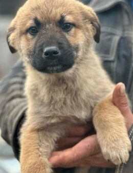 Anja, unsere Knuddelmaus 🐾 - Elsdorf (Nordrhein-Westfalen)