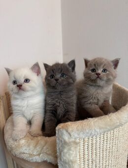 BKH Kitten / Kätzchen Britisch Kurzhaar - Berlin Reinickendorf