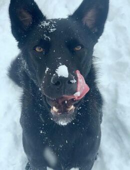 LUNA -auf der Suche nach Geborgenheit! - Koblenz