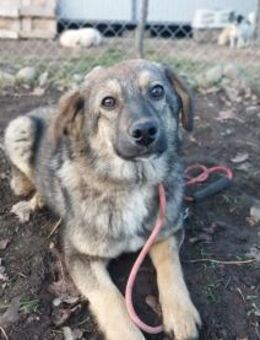 Junghündin Kutaba sucht ihr Glück - Rambin