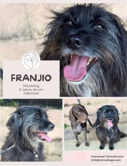 Franjio: Ein Sonnenschein auf 4 Pfoten - Brühl (Nordrhein-Westfalen)