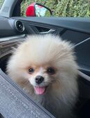 Reinrassiger Pomeranian Welpe sucht liebevolles Zuhause in 58313