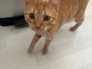 Wunderschöner Kater Milan mit EU-Pass sucht liebevolles Zuhause 🧡 - Duisburg