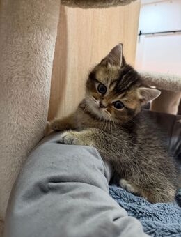 BKH KITTEN (BLACK GOLD SHADED & BLUE POINT) - Hof