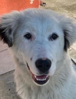 Canja, geb. ca. 08/2022, Griechenland - Markdorf