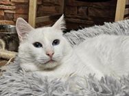 LUKE -sucht Paten und Streicheleinheiten - Pfaffenhofen (Roth)