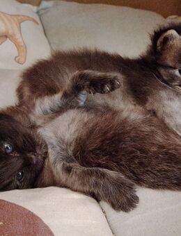 Maine-Coon/Norweger Mix Kitten - Stauchitz