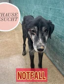 Notfall DIDI ❤️ - Saarbrücken