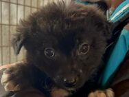 NEVIS ~ nur eine Handvoll Hundekind - Duisburg
