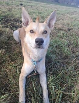 Scooby sucht sein für immer Zuhause - Wiesenburg