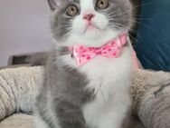 Reinrassige BKH Kitten - Wurzen Kühren