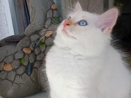 Ragdoll-Perser mix Kitten. Sie wurden in der Familie sozialisiert! - Waldkraiburg