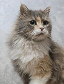 MARY - eine sanfte Seele sucht ! - Sulzbach-Laufen